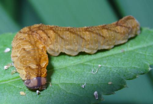 Tenthredo campestris